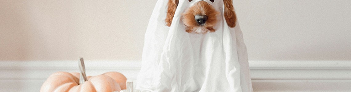 1688 Halloween Pet Costume Procurement Service 1688 Halloween Pet Costume Procurement Service